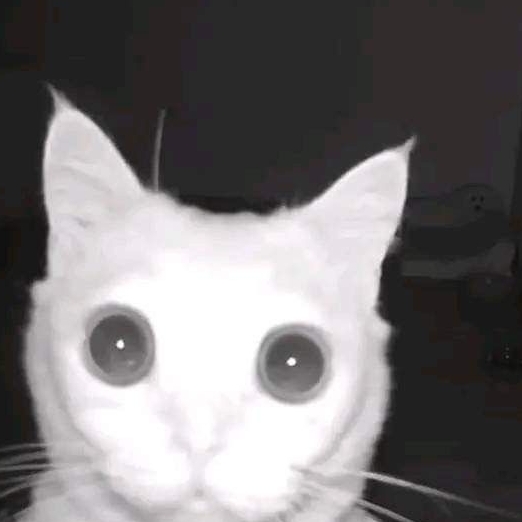 Paulixaa2115