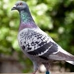 chujoza