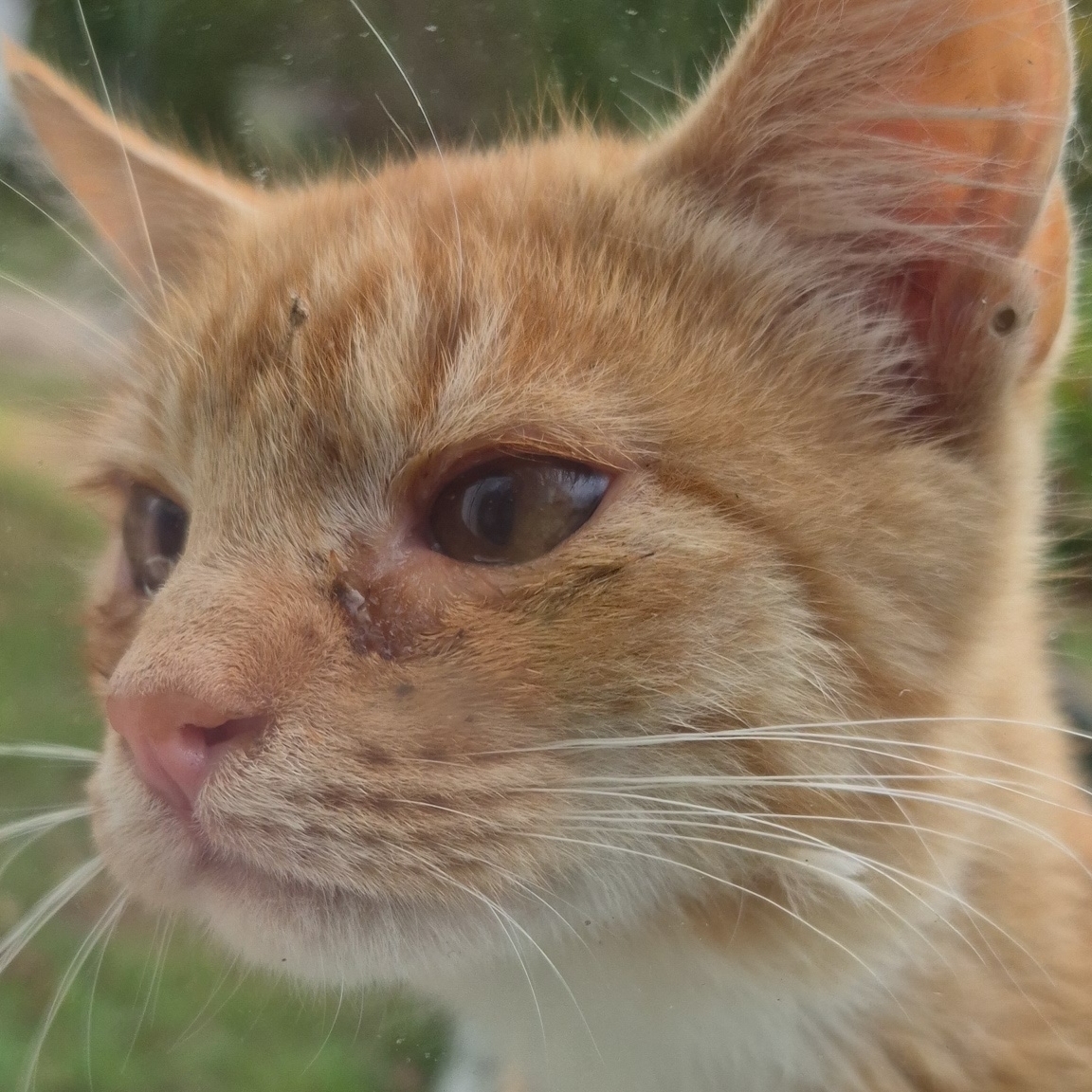 Tomo